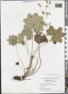Alchemilla conglobata H. Lindb., Eastern Europe, Middle Volga region (E8) (Russia)