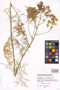 Thalictrum lucidum L., Eastern Europe, Moscow region (E4a) (Russia)