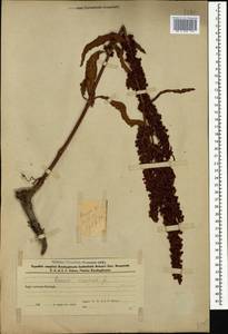 Rumex crispus L., Caucasus, Azerbaijan (K6) (Azerbaijan)