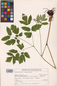 Actaea spicata L., Eastern Europe (no precise locality) (E0)