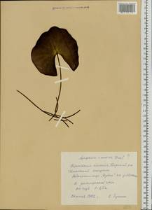 Nymphaea candida C. Presl, Eastern Europe, Volga-Kama region (E7) (Russia)