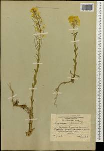 Erysimum ibericum (Adams) DC., Caucasus, South Ossetia (K4b) (South Ossetia)