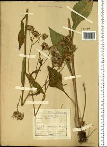 Aster tataricus L. fil., Siberia, Baikal & Transbaikal region (S4) (Russia)