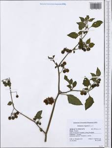 Solanum nigrum L., Western Europe (EUR) (Italy)