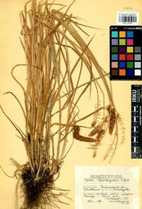 Carex leiorhyncha C.A.Mey., Siberia, Baikal & Transbaikal region (S4) (Russia)