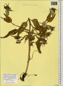 Phlomis herba-venti subsp. pungens (Willd.) Maire ex DeFilipps, Caucasus, Krasnodar Krai & Adygea (K1a) (Russia)