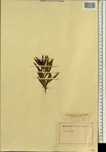 Leucadendron xanthoconus (Kuntze) K. Schum., Africa (AFR) (Not classified)