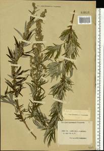 Artemisia vulgaris L., Eastern Europe, South Ukrainian region (E12) (Ukraine)