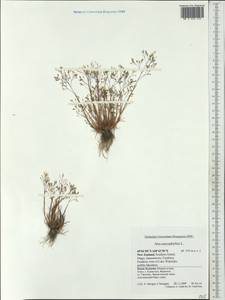 Aira caryophyllea L., Australia & Oceania (AUSTR) (New Zealand)