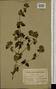 Ballota nigra L., Caucasus, Azerbaijan (K6) (Azerbaijan)