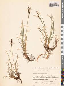 Carex aquatilis var. minor Boott, Siberia, Chukotka & Kamchatka (S7) (Russia)