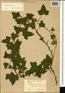 Hedera helix L., Caucasus, Black Sea Shore (from Novorossiysk to Adler) (K3) (Russia)