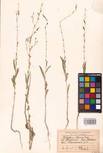 Lactuca saligna L., Middle Asia, Caspian Ustyurt & Northern Aralia (M8) (Kazakhstan)