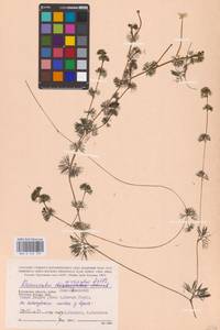 Ranunculus circinatus Sibth., Eastern Europe, Central region (E4) (Russia)