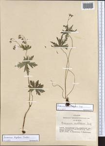 Geranium pseudosibiricum J. Mayer, Siberia, Altai & Sayany Mountains (S2) (Russia)