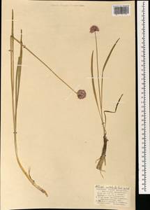 Allium amphibolum Ledeb., Mongolia (MONG) (Mongolia)