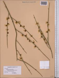 Prunus scoparia (Spach) C. K. Schneid., Middle Asia, Kopet Dag, Badkhyz, Small & Great Balkhan (M1) (Turkmenistan)