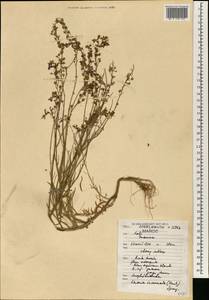 Linaria incarnata (Vent.) Spreng., Africa (AFR) (Morocco)