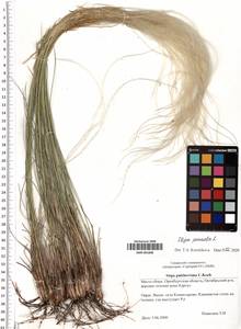 SMR001808, Stipa pennata L., Eastern Europe, Eastern region (E10) (Russia)