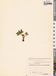 Sceptridium robustum (Rupr.) Lyon, Siberia, Chukotka & Kamchatka (S7) (Russia)