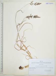 Calamagrostis purpurascens R.Br., Siberia, Russian Far East (S6) (Russia)