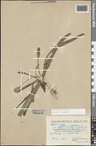 Alisma gramineum Lej., Eastern Europe, North Ukrainian region (E11) (Ukraine)