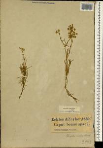 Spergularia media subsp. media, Africa (AFR) (South Africa)