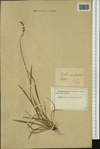 Tofieldia calyculata (L.) Wahlenb., Western Europe (EUR) (Not classified)