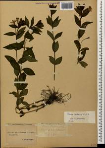 Vinca herbacea Waldst. & Kit., Caucasus, Stavropol Krai, Karachay-Cherkessia & Kabardino-Balkaria (K1b) (Russia)