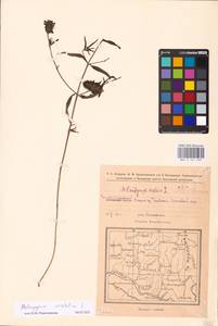 MHA 0 161 409, Melampyrum cristatum L., Eastern Europe, Eastern region (E10) (Russia)