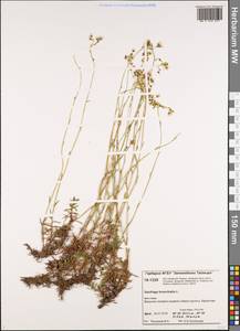 Saxifraga bronchialis, Siberia, Central Siberia (S3) (Russia)