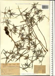 Eryngium caucasicum Trautv., Caucasus, Azerbaijan (K6) (Azerbaijan)