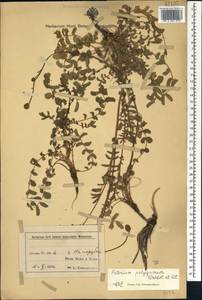 Poterium sanguisorba subsp. polygamum (Waldst. & Kit.) Asch. & Graebn., Caucasus, Azerbaijan (K6) (Azerbaijan)