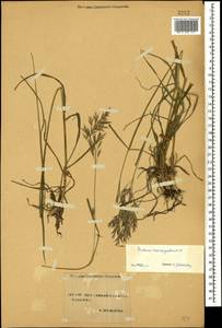 Bromus variegatus M.Bieb., Caucasus, Stavropol Krai, Karachay-Cherkessia & Kabardino-Balkaria (K1b) (Russia)