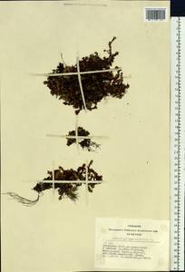 Saxifraga oppositifolia L., Siberia, Altai & Sayany Mountains (S2) (Russia)