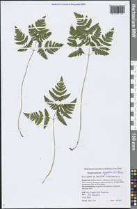 Gymnocarpium dryopteris (L.) Newman, Siberia, Baikal & Transbaikal region (S4) (Russia)