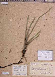 Equisetum hyemale L., Siberia, Central Siberia (S3) (Russia)