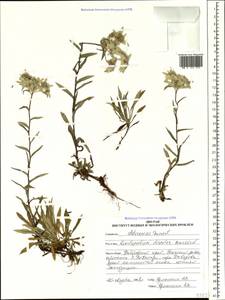 Leontopodium discolor Beauverd, Siberia, Russian Far East (S6) (Russia)