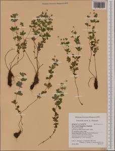 Potentilla erecta (L.) Raeusch., Western Europe (EUR) (United Kingdom)