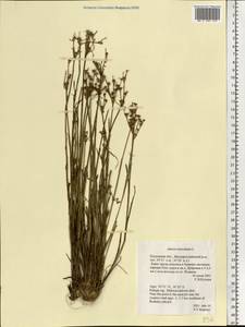 Juncus articulatus L., Eastern Europe, Central region (E4) (Russia)