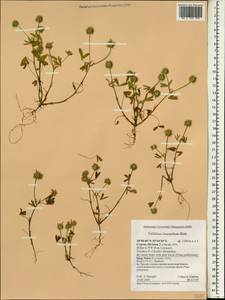 Trifolium leucanthum M.Bieb., South Asia, South Asia (Asia outside ex-Soviet states and Mongolia) (ASIA) (Cyprus)