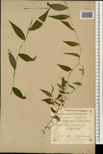 Oplismenus undulatifolius (Ard.) Roem. & Schult., Caucasus, Georgia (K4) (Georgia)
