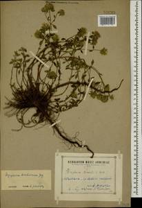 Ziziphora brantii K.Koch, Caucasus, Armenia (K5) (Armenia)