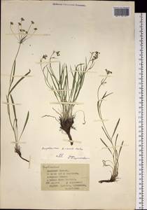 Bupleurum bicaule Helm, Siberia, Baikal & Transbaikal region (S4) (Russia)