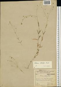 Stellaria hebecalyx Fenzl, Eastern Europe, Eastern region (E10) (Russia)