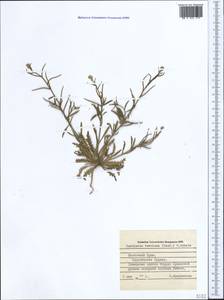 Neotorularia torulosa (Desf.) Hedge & J. Léonard, Crimea (KRYM) (Russia)