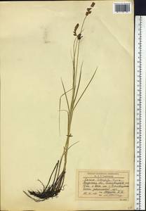 Carex lithophila Turcz., Siberia, Russian Far East (S6) (Russia)