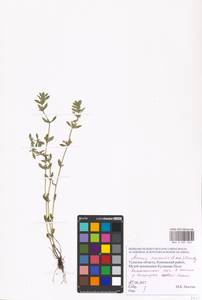 MHA 0 007 265, Clinopodium acinos (L.) Kuntze, Eastern Europe, Central region (E4) (Russia)