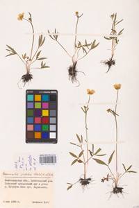 Ranunculus pedatus Waldst. & Kit., Eastern Europe, Lower Volga region (E9) (Russia)