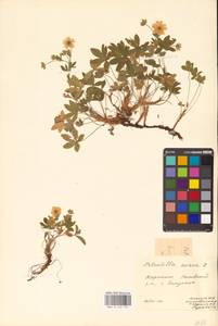 Potentilla aurea L., Eastern Europe, West Ukrainian region (E13) (Ukraine)
